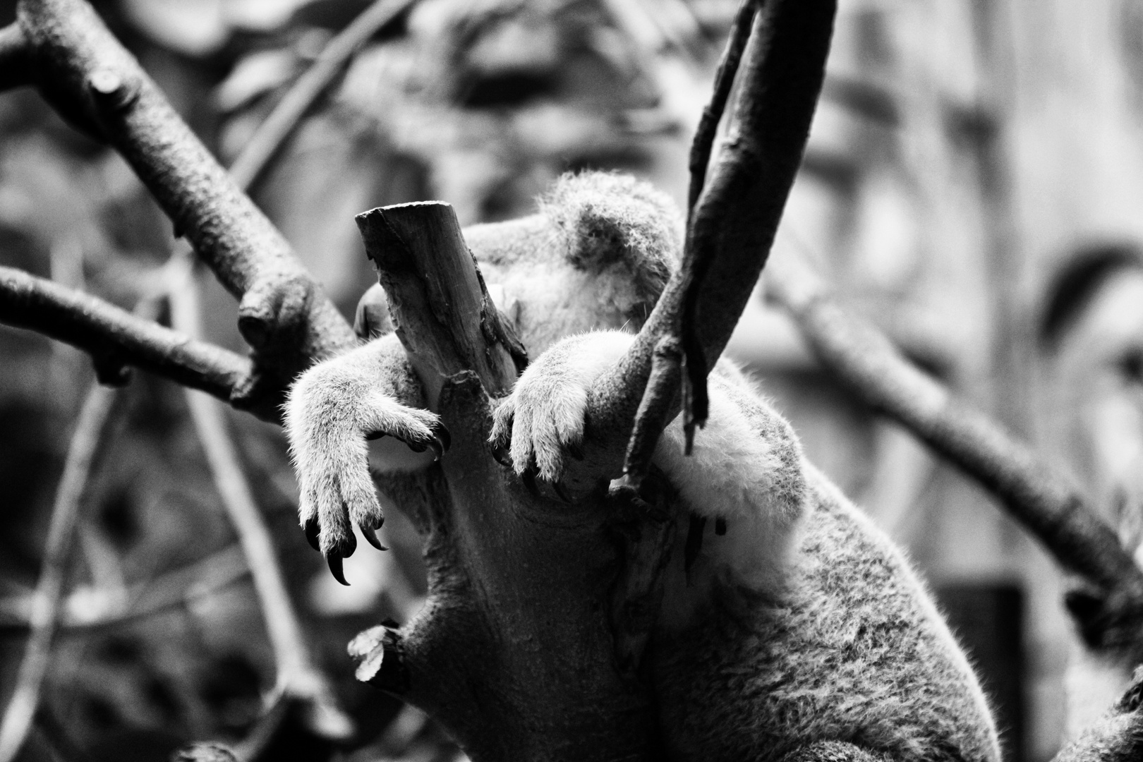 Chill-Out Koala