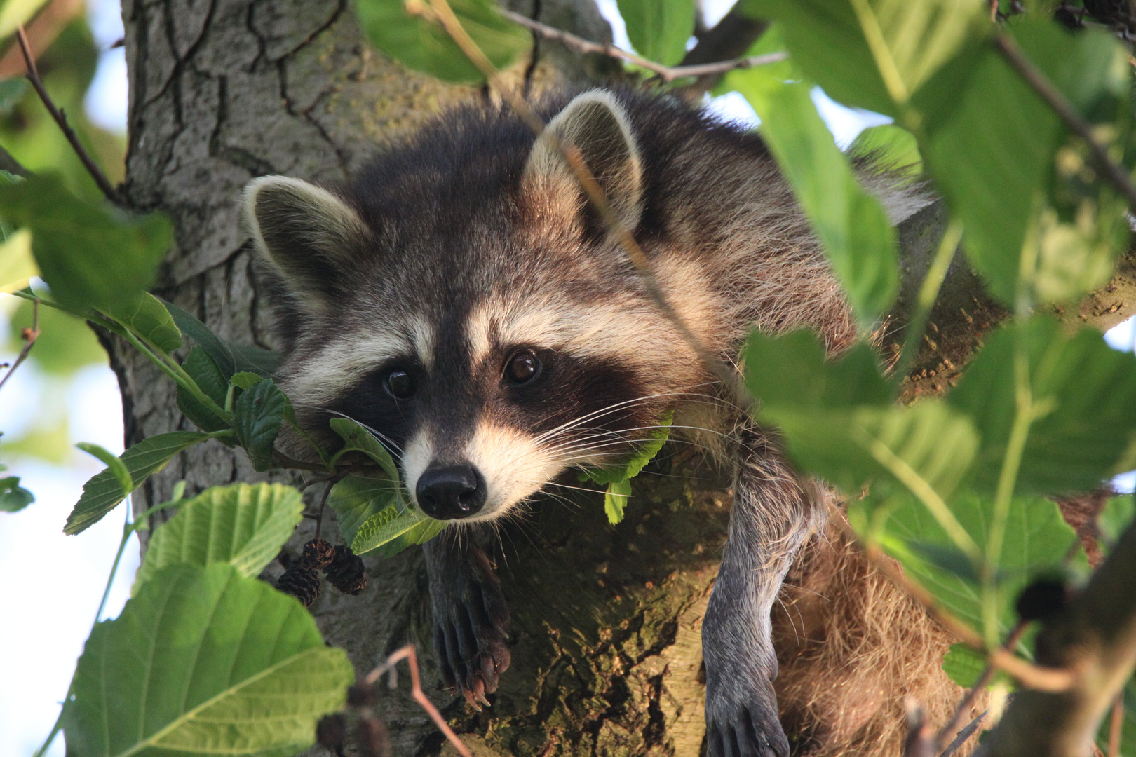 Chill out, Mrs. Raccoon