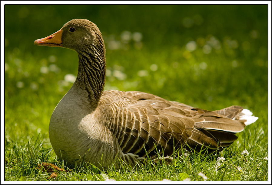 Chill-out-time einer Ente