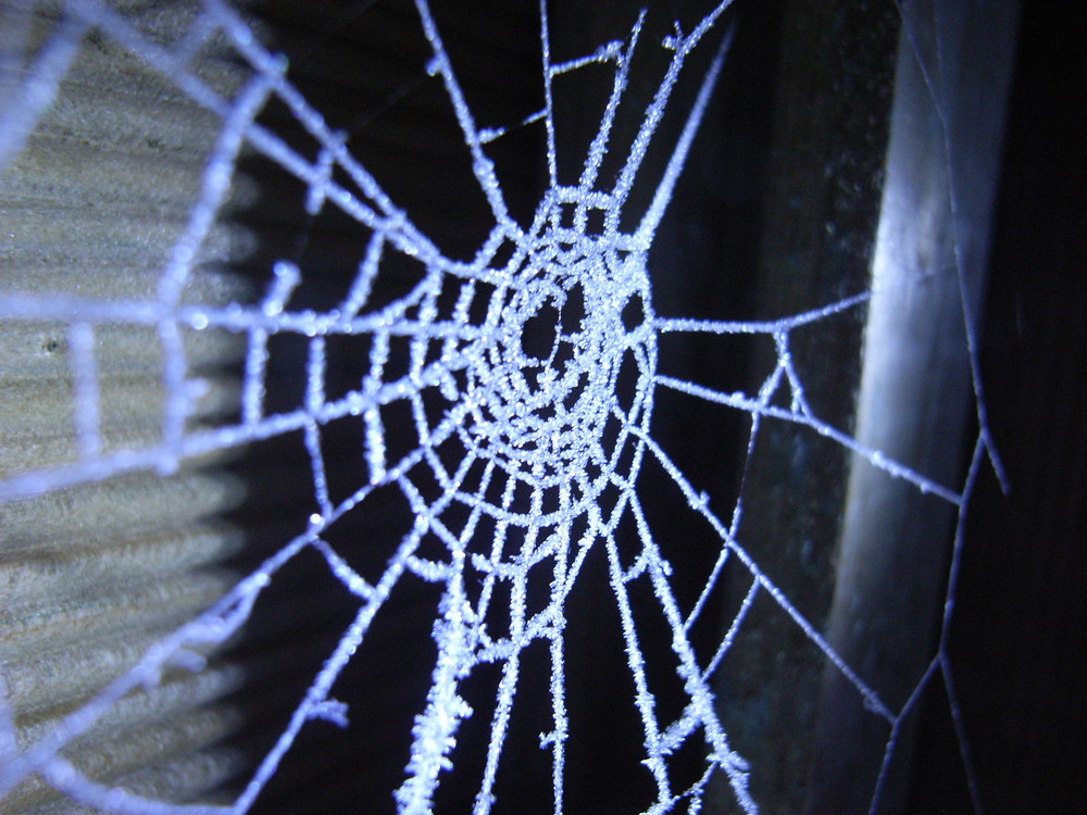 chilled and frozen spiderweb