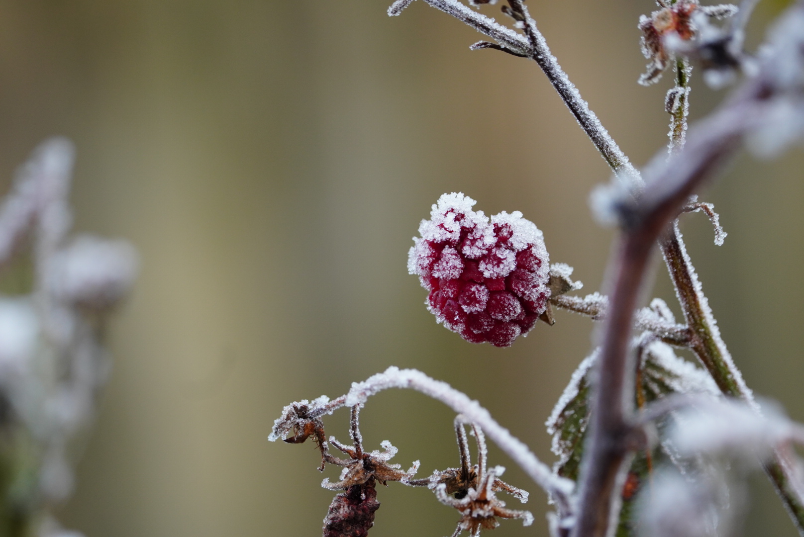 Chilled berry