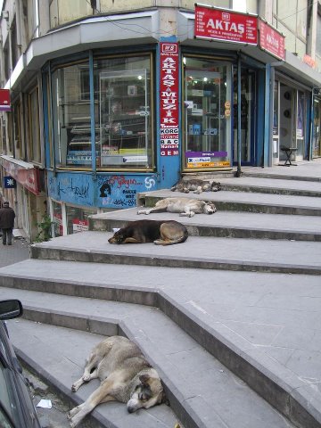 chilled dogs in the city :-)