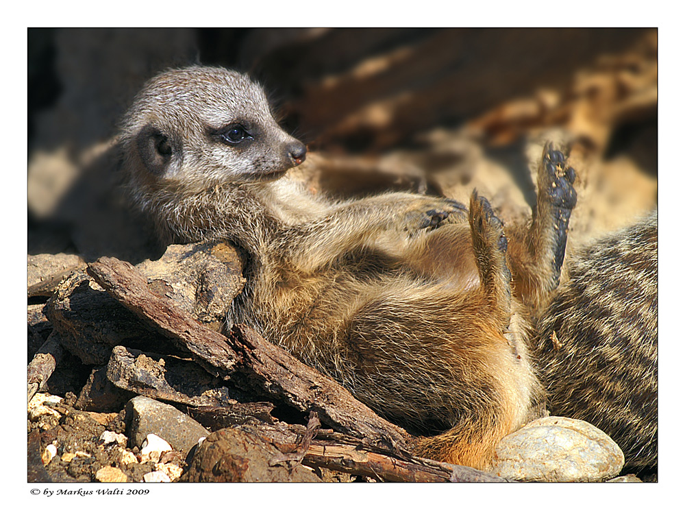 Chillen a la Erdmännchen