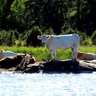 Chillen am Fjord...........................