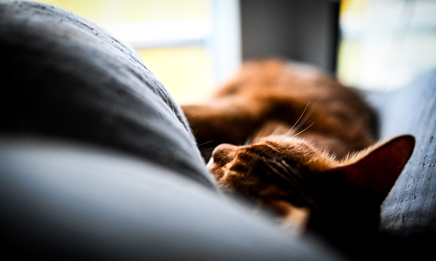 Chillen am freitag. Ist nur ne Katze, keine Angst