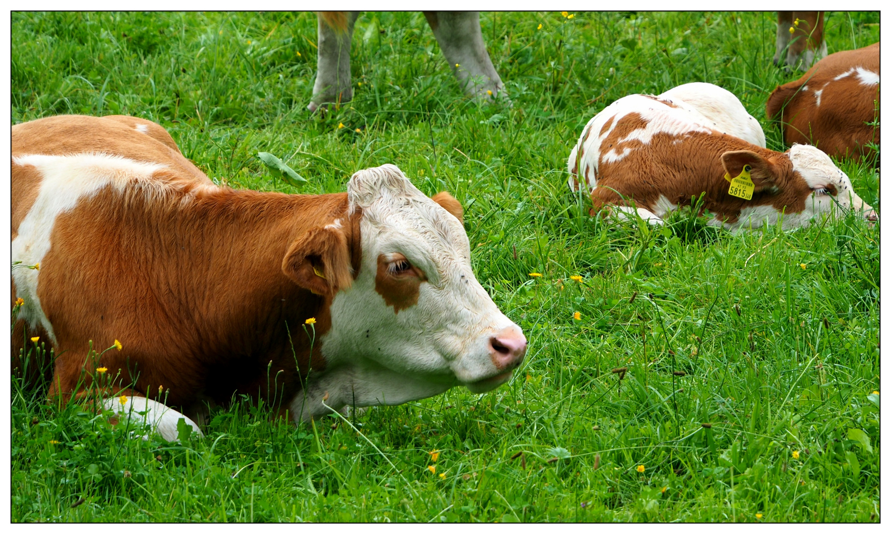 chillen am Sonntag (IV)