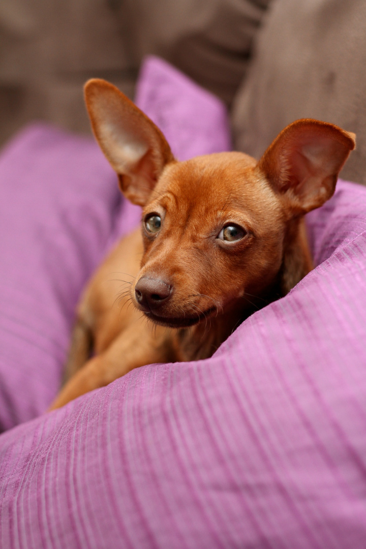 chillen auf dem Sofa