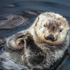 Chillen auf dem Wasser