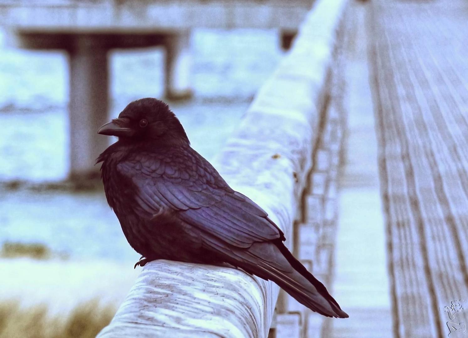 Chillen auf der Seebrücke