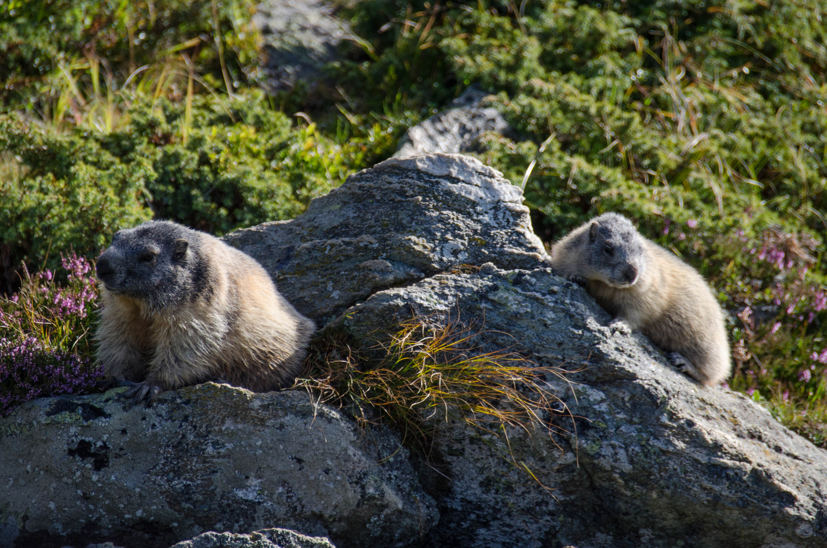 chillen auf der sonnigen Alm