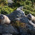 chillen auf der sonnigen Alm