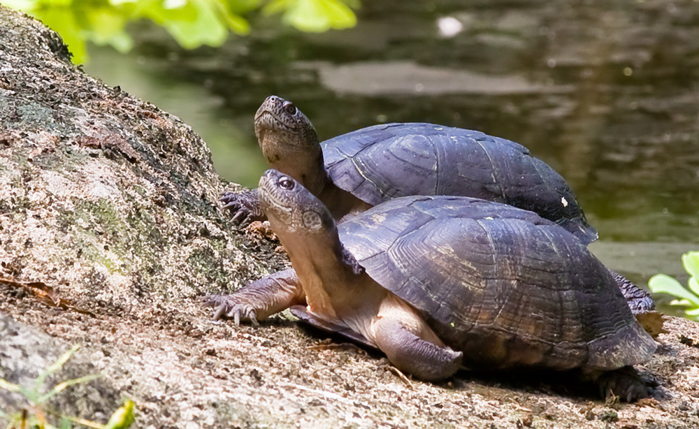 Chillen auf "schildkrötisch" :-)