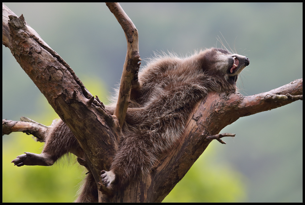 Chillen auf waschbärisch