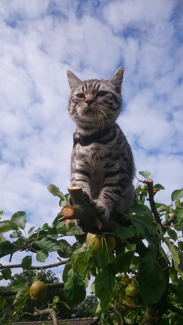 Chillen im Apfelbaum2