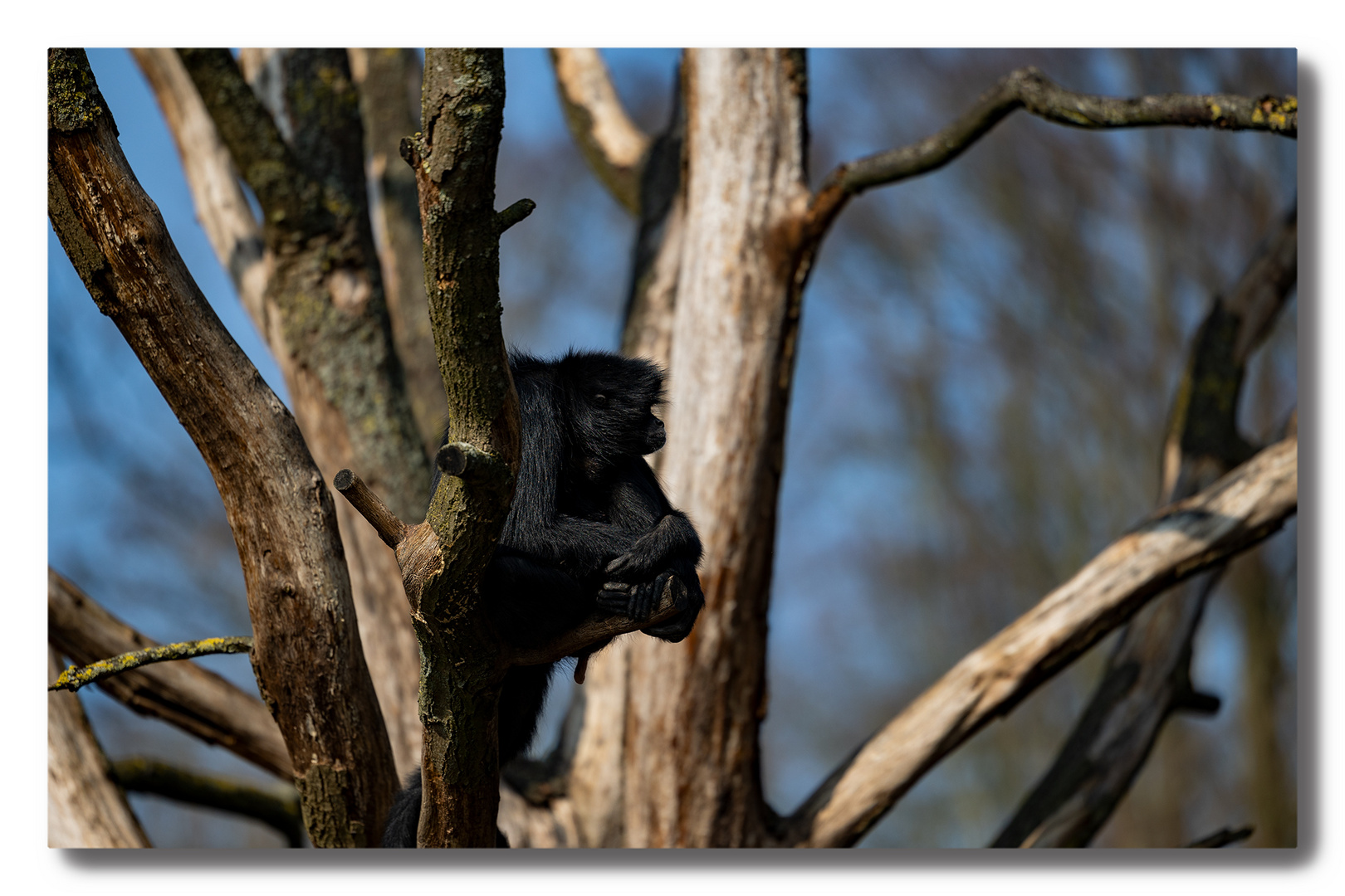 Chillen im Baum