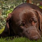 Chillen im Garten