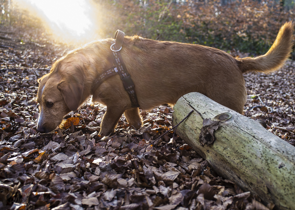 Chillen im Grafenberger Wald