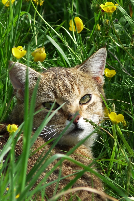 Chillen im hohen Gras ...