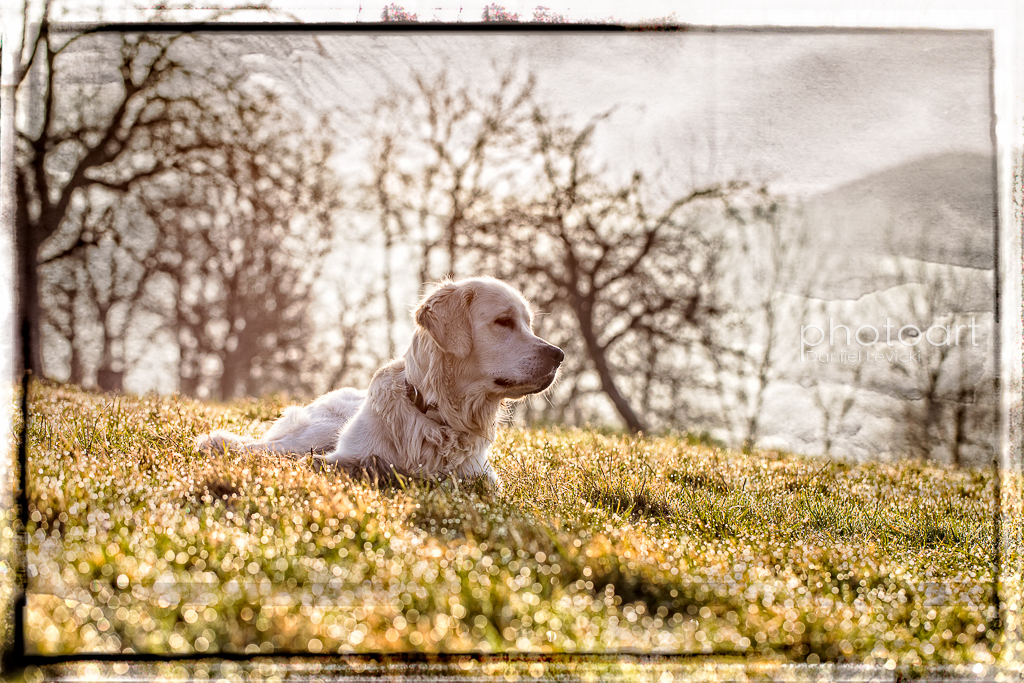 Chillen im Morgentau