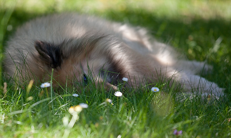 Chillen im Schatten