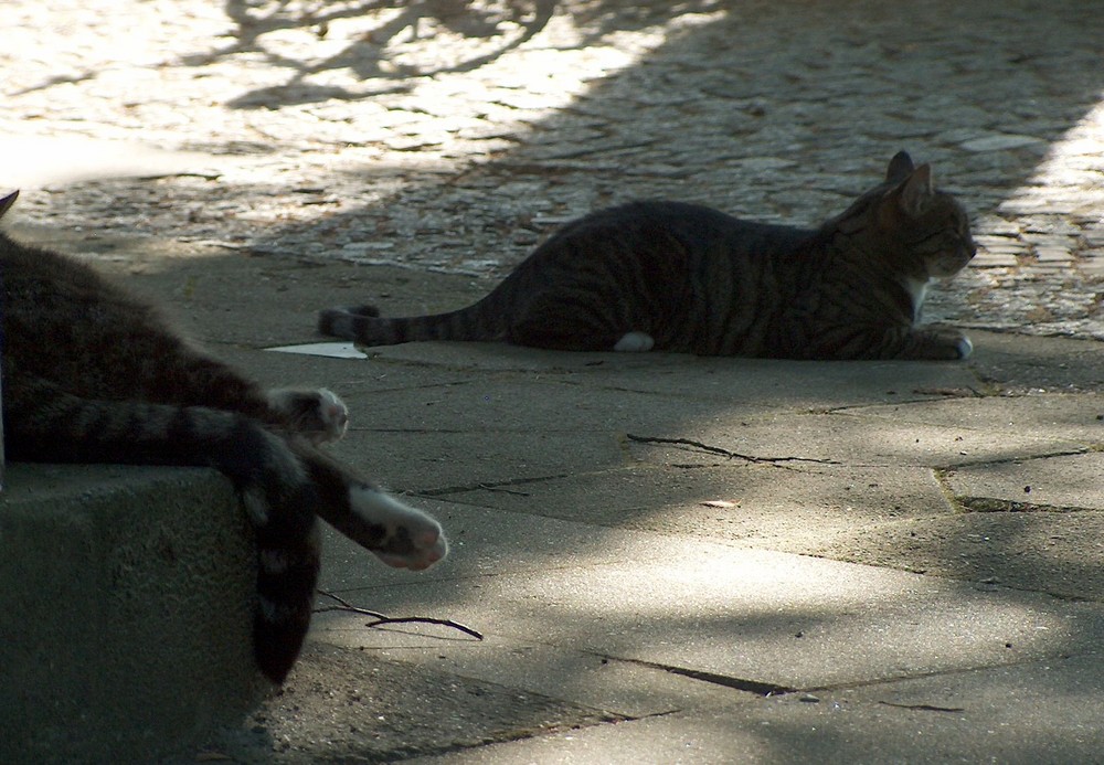 Chillen im Schatten