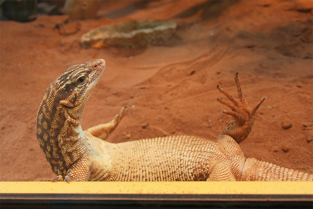 Chillen im TerraZoo