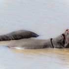 Chillen im Wasserloch