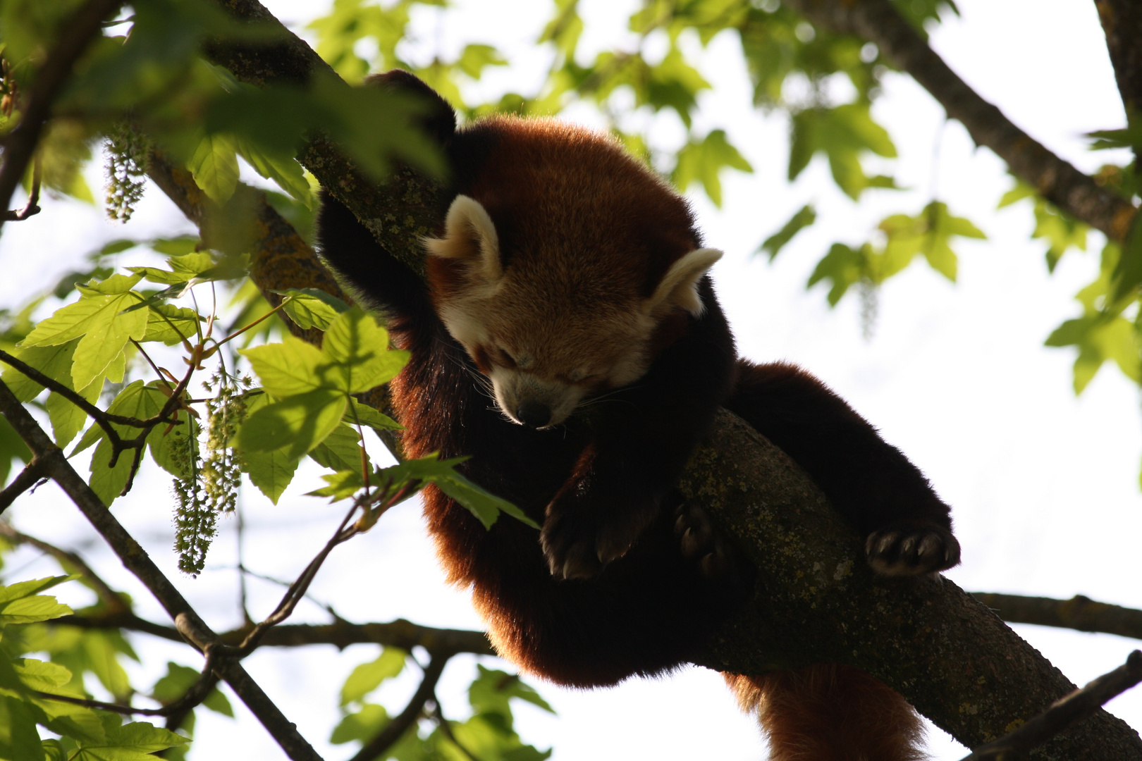 chillen im zoo