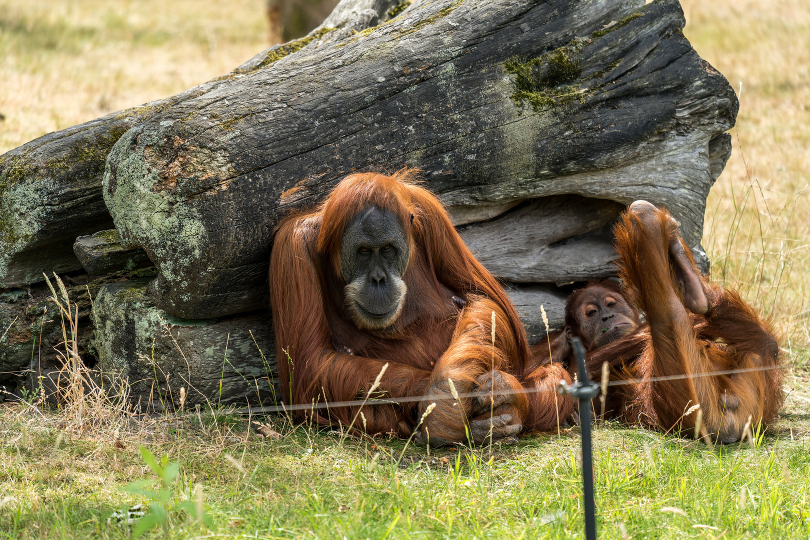 Chillen im Zoom