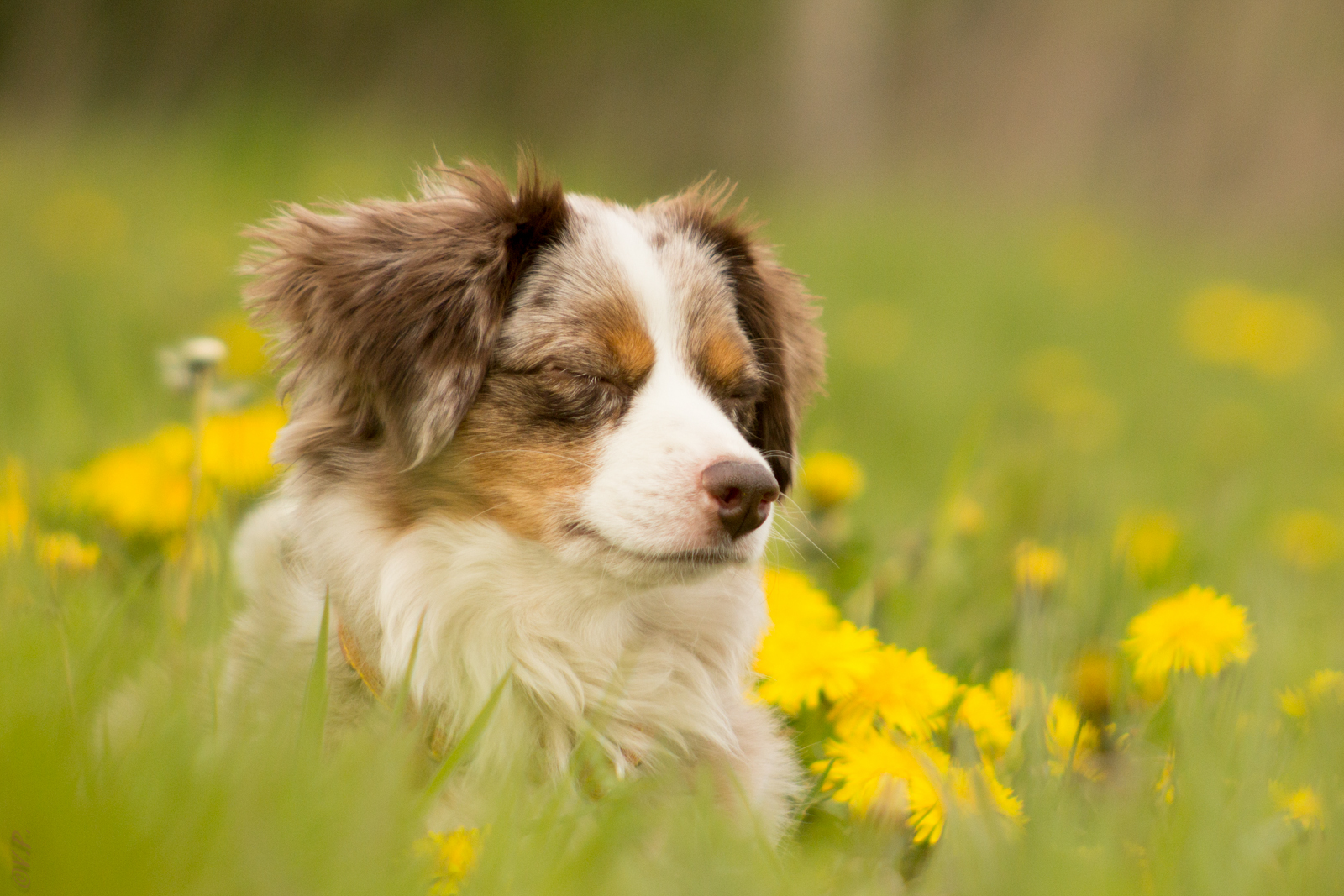 Chillen in der Blumenwiese :-)