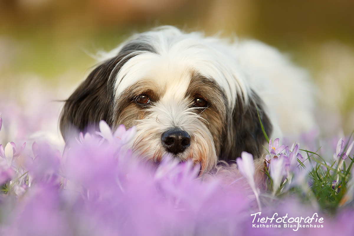 Chillen in der Blumenwiese 