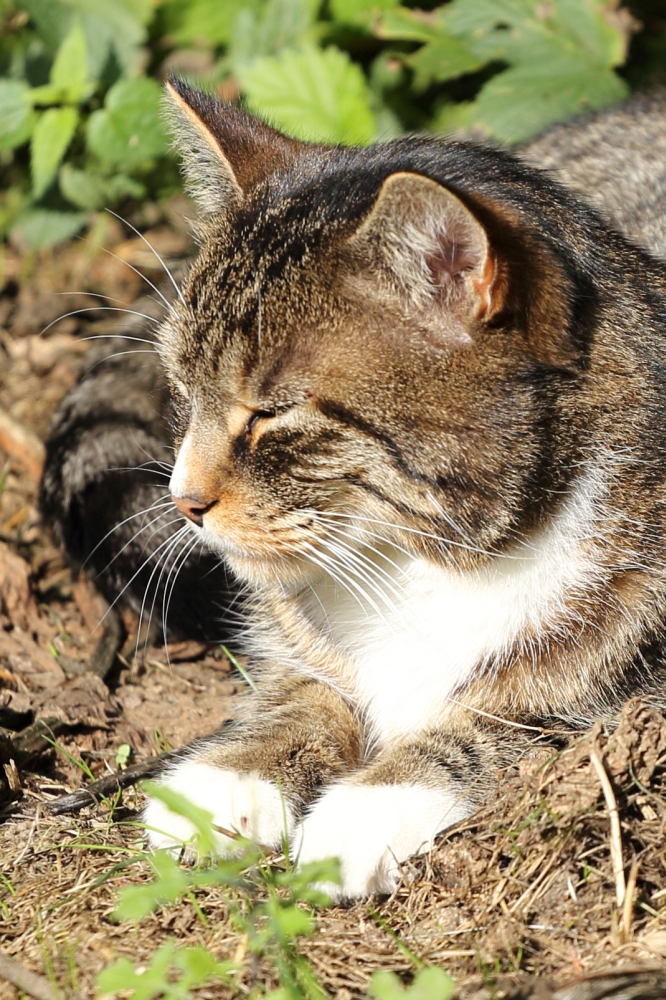 Chillen in der Spätsommersonne