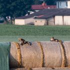 chillende Jungfüchse