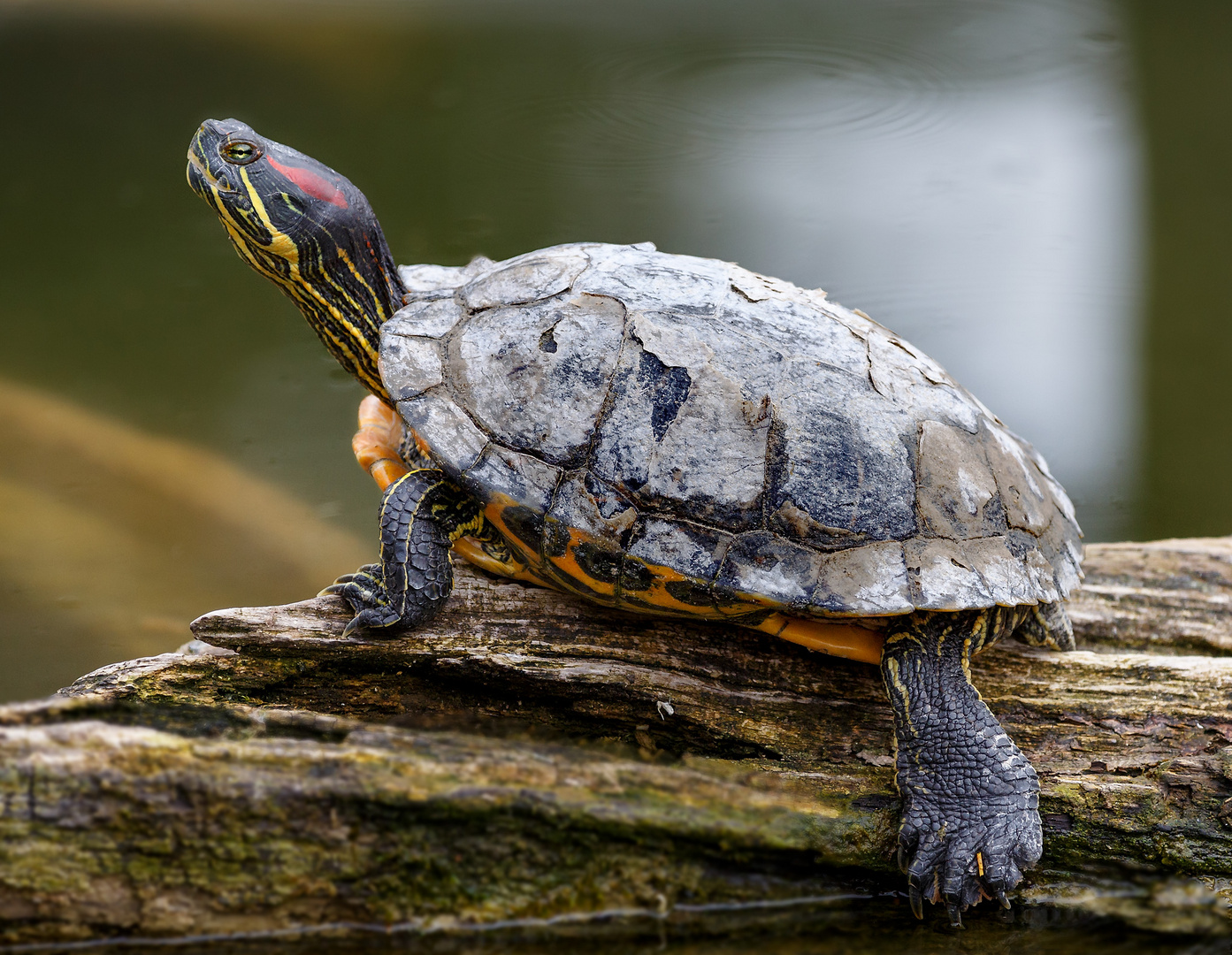 "Chillende"  Rotwangen-Schmuckschildkröte