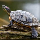 "Chillende"  Rotwangen-Schmuckschildkröte