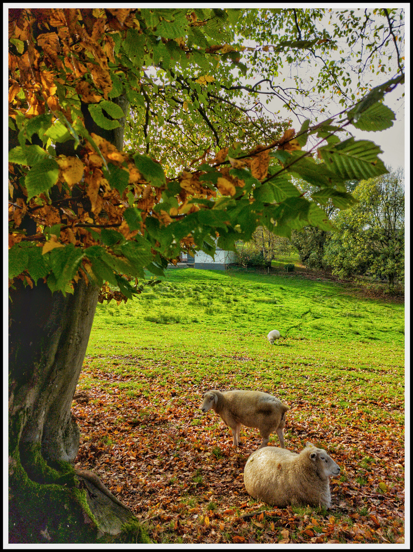 Chillende Schafe unter Herbst Baum