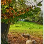 Chillende Schafe unter Herbst Baum