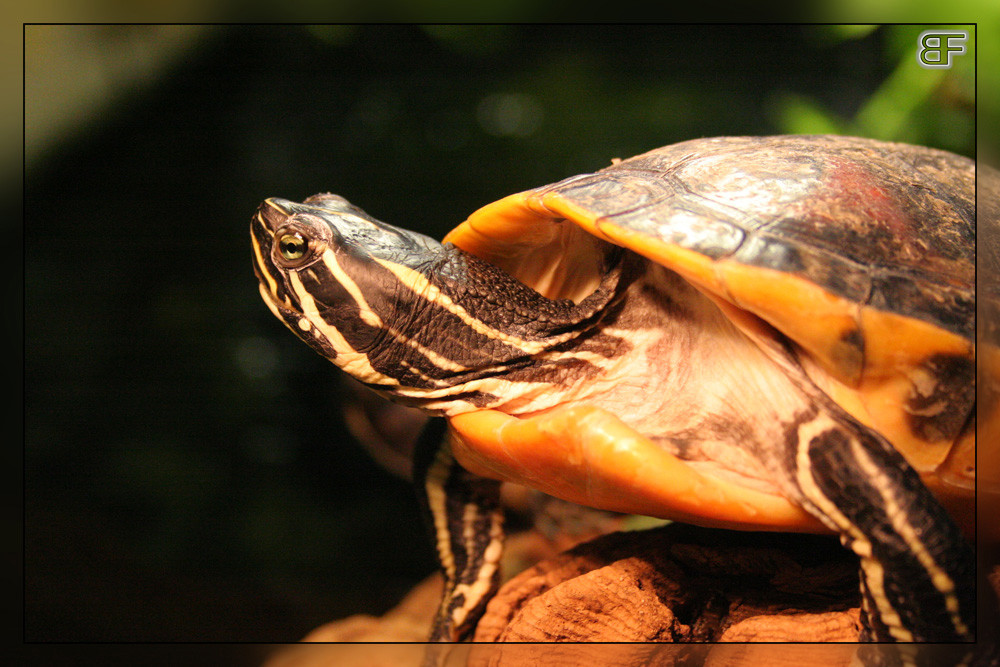 Chillende Schildkröte von Burkhard Fürhoff