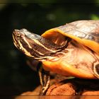 Chillende Schildkröte