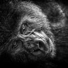 Chillender Gorilla Uganda 