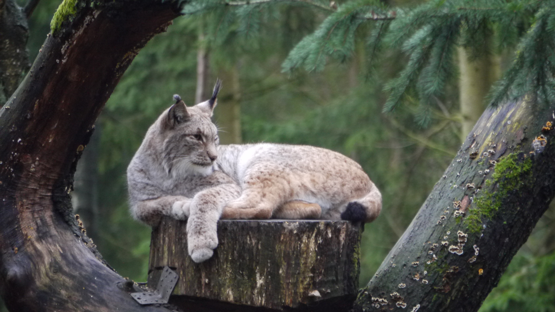 chillender Luchs