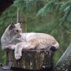 chillender Luchs