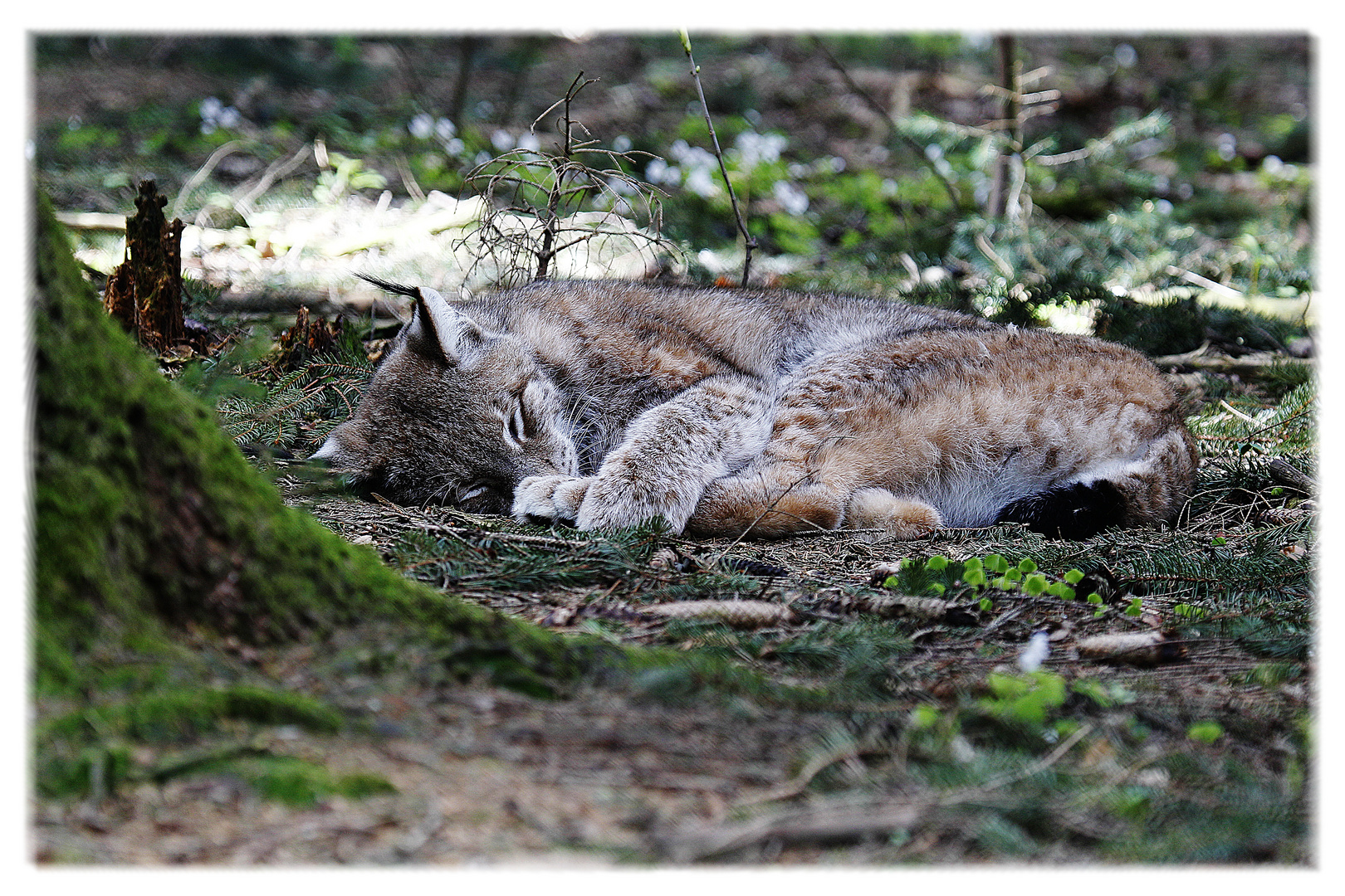 Chillender Luchs - oder, blos nicht stören