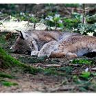 Chillender Luchs - oder, blos nicht stören