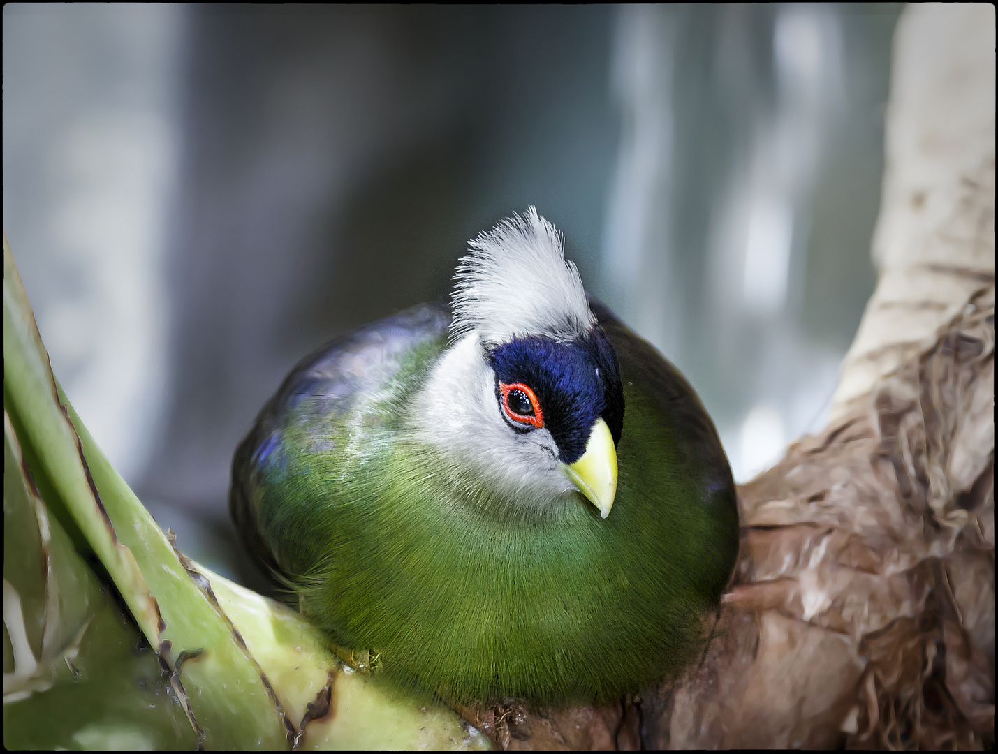 Chillender prachtvoller Vogel "Weißhaubenturako"