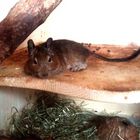 Chiller Degu Forest