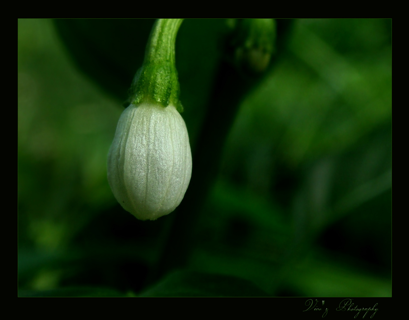 chilli bud