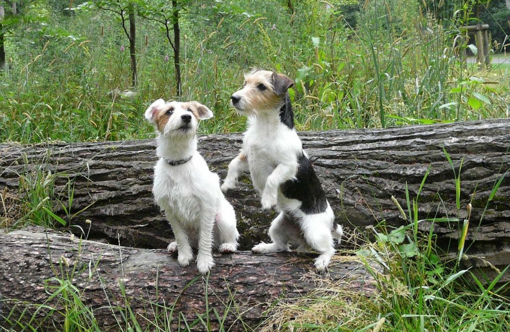 Chilli und Maja on Tour