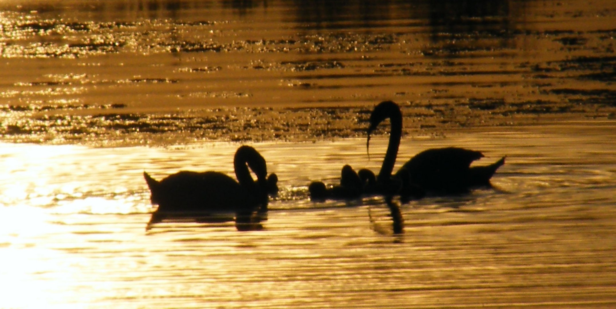 Chillie am Entenweiher(Fischborn Vogelschutz-Hessen)