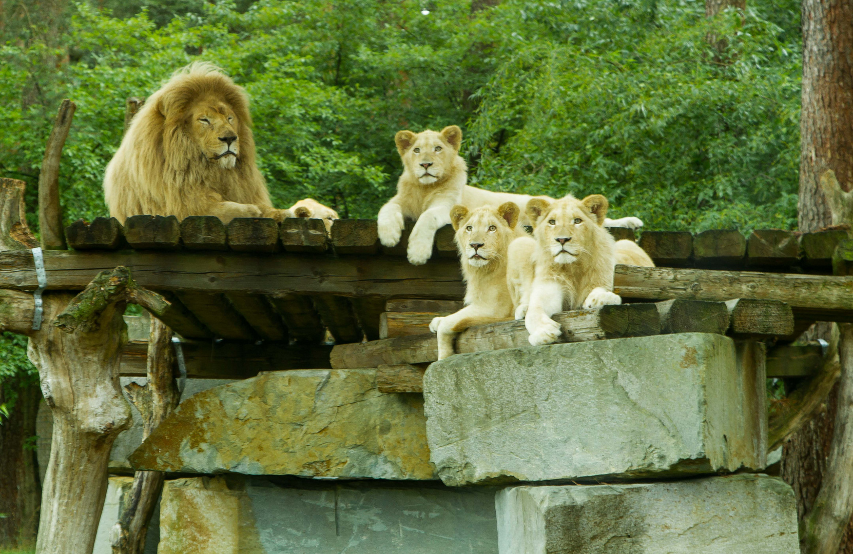 Chillige Löwen Familie